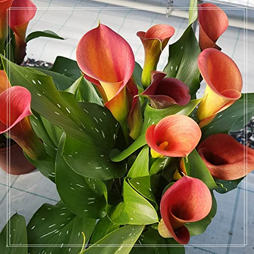 I Calle Sono Adatti Per La Coltivazione, Dei Giardinieri Alle Prime Armi Calle Sembra Nobile Ed Elegante, Bulbi Di Calle, Calle Ha Un Odore Forte E Dolce Giglio,-2bulbs-E