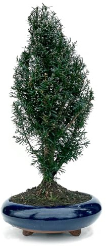 KENTIS – Japanische Eibe (Taxus cuspidata) Bonsai – Eiben-Bonsai – Echte Zimmerpflanze (Bonsai Taxus Cuspidata, Vase 22 cm)