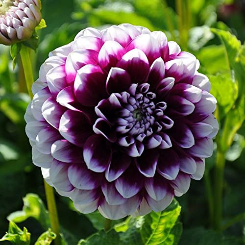 Dalia Bulbi Zinnia Bulbi de fleur Dalia Bulbe Dalia Bulbi de dalia perenni Decorazione del giardino Decorazione del giardino
