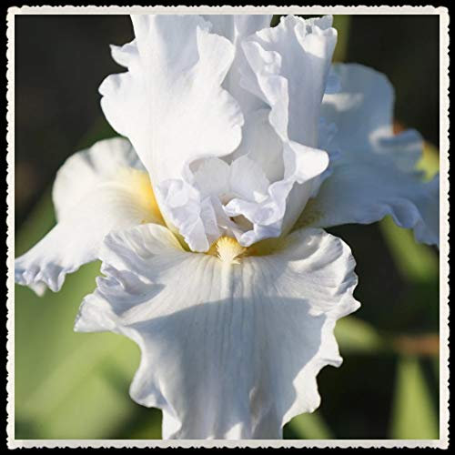 Bulbi iris -Aria purificante Incredible House Fresh view Bouquets-6Bulbi,Bianca