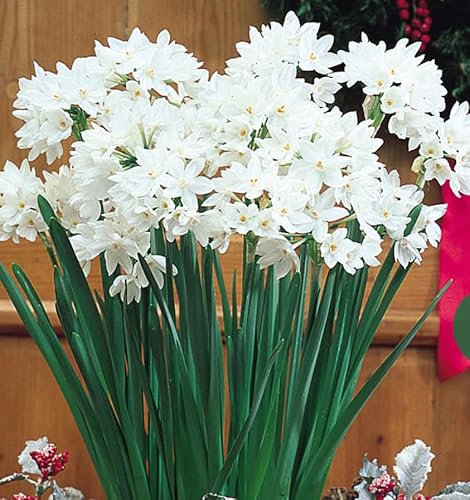 10 x Narcissus Paper White Bulbs – Christmas Daffodils – Pure White Bunch Flowering - Highly Fragrant Blooms – Perennial – for Your Beautiful Garden- Indoor/Outdoor Plants