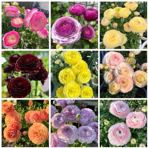bulbi di ranuncolo - esotiche resistenti fresche giardino di selvatico a precoce decorazione del 20pcs