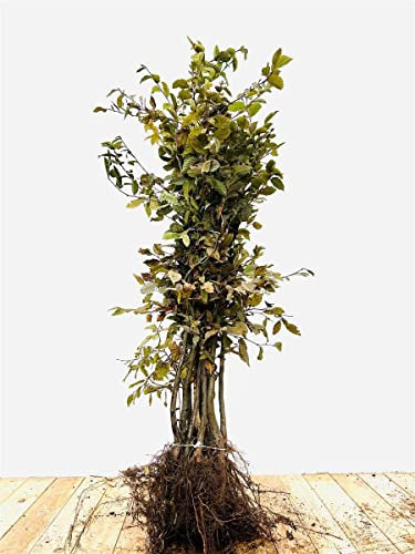 Carpinus betulus 100–125 cm 25er Set – Winterhart, Mehrjährig, Pflegeleicht – Hainbuche – Heckenpflanze für Garten & Sichtschutz
