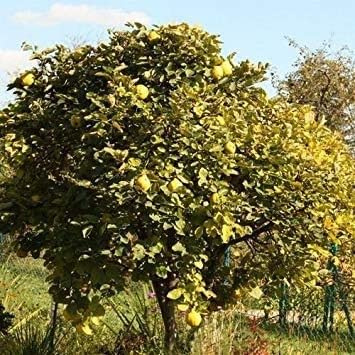 Pacchetto semi: I semi di semi Quince (Cydonia Oblonga) 15 semi:Seeds