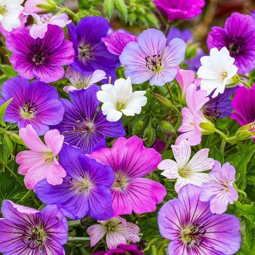 FLORIUM Geranien Stauden Super Kollektion (10 Pflanzen/Wurzeln) Winterharte mischung von 5 Sorten, große Mehrjährig Hybriden aus Holland, für Garten, Blumenbeete (kein Samen, nicht künstlich zwiebeln)