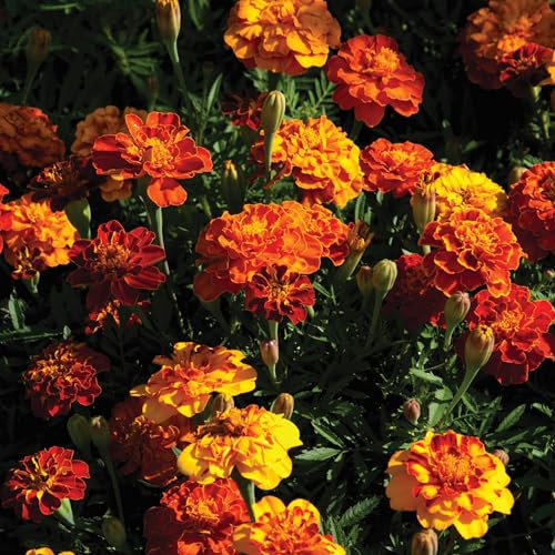 PREMIER SEEDS DIRECT - French Marigold - Sparky Mix - 400 Flower Seeds