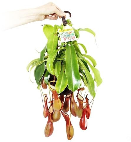 PLANTA NATURAL CARNIVORA NEPENTHES ALATA M14 40CM DE CAIDA PERFECTA PARA EL HOGAR
