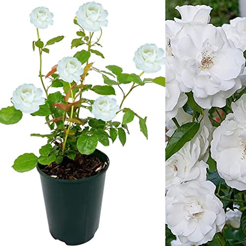 Rose Bush Iceberg - Floribunda White Rose Bush for The Garden in a 3Litre Pot (1)
