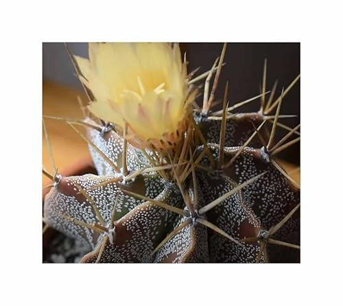 Stk - 5x Astrophytum ornatum - Sternkaktus Kakteen Kaktus Pflanzen - Samen ID1649 - Seeds & Plants Shop by Ipsa