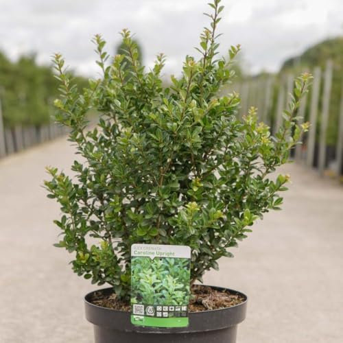 Ilex crenata 'Caroline Upright' - Japanese Holly Tree - Hardy Shrub - Glossy Evergreen Foliage - Ideal for Screens & Hedges - Low Maintenance Gardens - 1x 3 Litre Pot by Thompson and Morgan