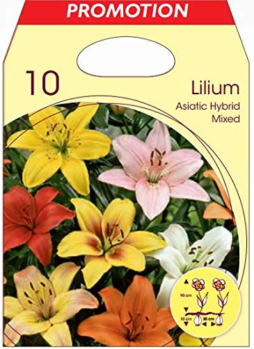 Holland Park Bulbi da Trapianto di Vari Colori e Tipologie a Fioritura Primaverile/Estiva (LILIUM ASIATICI VARI COLORI 10 BULBI)