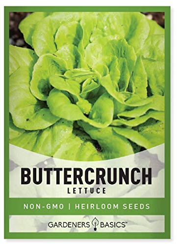 Gardeners Basics, 2000+ Buttercrunch Lettuce Seeds for Planting - Butterhead Boston Bibb Heirloom, Non-GMO Vegetable Variety- 2 Grams Seeds Great for Spring, Summer, Winter Garden and Hydroponics
