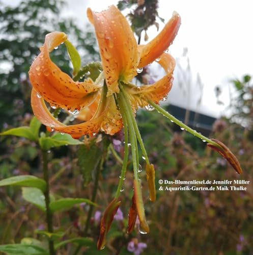 Lilienzwiebeln : Lilien - Rarität Lilium speciosum henry - Wildlilie 1 Blumenzwiebeln