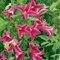 GardenersDream Clematis 'Princess Diana' - Kletterpflanzen Winterhart - Clematis Kletterpflanze Tulpenblütig Pink - Climatispflanze für Garten Pflanzen - Ranken Pflanzen Mehrjährig