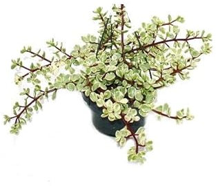 Portulacaria Variegata Planta Natural de Fácil cuidado Que No Requiere de Riego Abundante