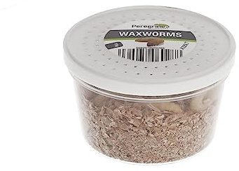 Livefoods4u Live Food Waxworms 15g Tub Approx 55 (15-20mm) Reptile