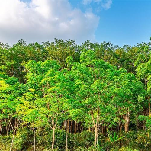 15 Pcs Hevea Brasiliensis Samen - Gartenpflanzen Winterhart Mehrjährig Bodendecker, Zimmerpflanzen Echt Samen Bäume Kaufen, Zimmerbonsai Bonsai Bonsai Tree, Bäume Pflanzen Kletterpflanzen,