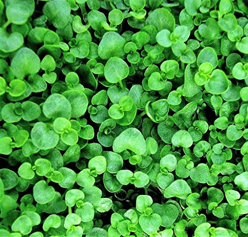 Portal Cool 20 Corso Menta Mentha Semi di Fiore Requienii Erbe Profumate Ground Cover + Regalo