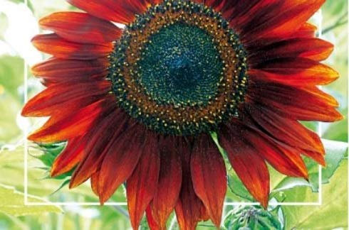 Pcs - 25x Tournesols Evening Sun - Helianthus Graines Jardin Plant Fleur KS349 - Seeds & Plants Shop by Ipsa