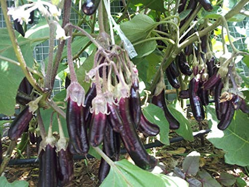 Little Fingers Eggplant Seeds - Very Tasty Huge Yields .(25 - Seeds)