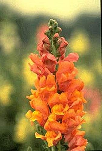 Snapdragon Rocket Bronze Seed