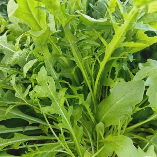 semi di rucola resistente - rare giardino vecchie varietà aiuole rialzate 400pcs