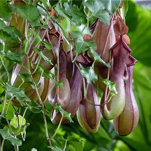 PERZOE 600 Stück Nepenthes-Samen, Garten, Balkon, Terrasse, Bonsai, fleischfressende Kannenpflanze Nepenthes-Samen 600 Stück