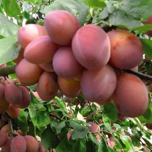 Plum 'Wonder Tree Opal' | Patio Plum Tree | Compact Size | Self-Fertile | Easy to Grow (Height 1.4m) 24cm Pot x 1 by Thompson & Morgan