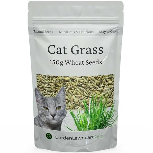 Cat Grass Seeds UK for Sowing - Grow Fresh Grass Indoor or Outdoors - Fast Growing - (Wheat, 150g)
