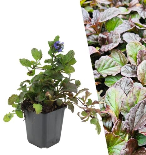 Plants by Frank | 12 Plantes de bugle | Ajuga reptans | Couvre-sol rustique | Plantes vivaces | Bugle rampante | Parfait en bordure, sous-bois, rocaille ou talus | Plantes d’extérieur | Jardin