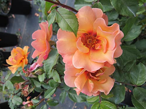 Rosa Persian Sun ® - Strauchrose Persian Sun ® - Vissers Rose