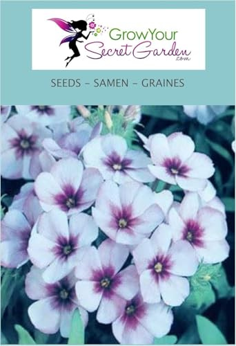 Phlox drummondii Moody Blues - Phlox de Drummond - vivace