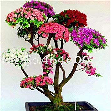 . 100 Pcs/Sac Japonais Azalea rhododendrons Azalea Fleur Arbre Plante en Pot Bricolage Jardin Décoration Planten: 10
