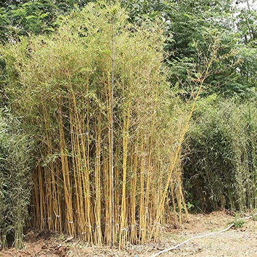 Saterkali Semi di bambù, 50 Pz/Borsa Semi di bambù Crescita Rapida Naturale Semi di Schizostachyum Brachycladum di Lunga Durata per la Foresta Semi di Schizostachyum Brachycladum