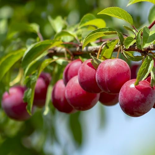 Plant Theory 1.2m Plum Lizzie Outdoor Fruit Tree Bare Root SJA Rootstock
