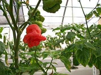 VISA STORE 10 graines de poivron rouge jamaïcain