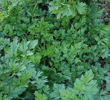 Parsley Splendid Flat Petroselinum Hortense 1,000 Seeds