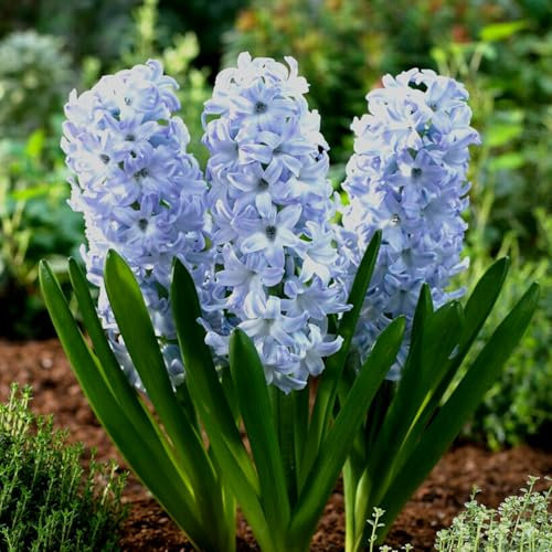 Carbeth Plants - 8 x Hyacinth Sky Planet Spring Bulbs