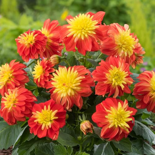 YouGarden Dahlia 'Dalina Maxi Fireball', Set of Six Plug Plants, Ready to Grow On and Plant Out, Summer Flowering Double Blooms, Grow in Garden Pots, Beds, or Borders