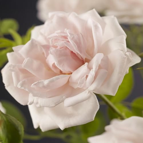 GreenboutiQ - Rosier grimpant - Rosa New Dawn - Fleurs Rose clair - Peu d'entretien - 2 plantes - Pot 11cm Hauteur 40cm
