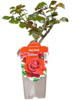 Rosal Perfumado en Maceta Arbusto Vivo con Floración Abundante en Tonos Surtidos
