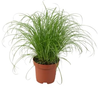 Hierba para Gatos Natural Planta Viva de Interior Segura y Saludable