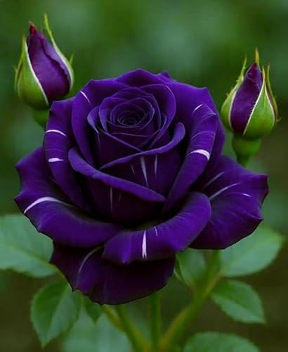 Rosa rara - Arbusto di rosa perenne resistente - Molto profumato - Adatto per la coltivazione in vaso e nel terreno-1 root-F