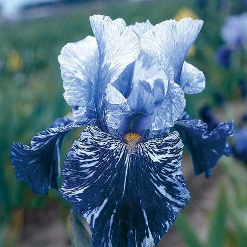 Rizomi di Iris Resistenti al Freddo e Siccità | Per Giardini e Balconi | Regali Festivi-4bulbi-c