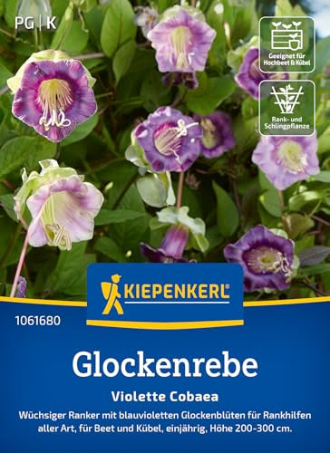 Kiepenkerl Glockenrebe Violette Cobaea 1061680 - wüchsiger Ranker mit blauvioletten Glockenblüten für Rankhilfen - Pflanzensamen, Blumenmischung, Saatgut