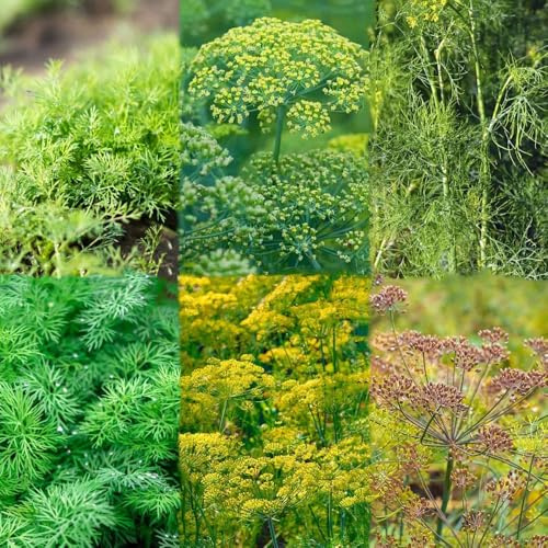 100 piezas semillas eneldo organicas balcón de verdes semillas eneldo cobertura del suelo resistentes perennes resistentes