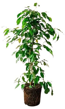 Ficus Benjamina Natural: Árbol de Interior de 100cm - Fácil de Cuidar