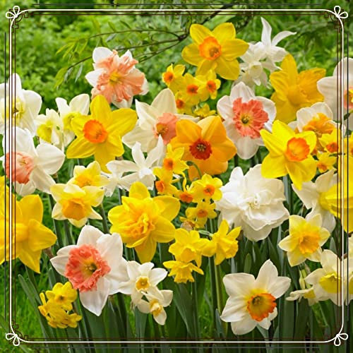 Narzissenzwiebel-Winterhart MehrjäHrig,Narzissen Pflanzen,Narzissen Knollen Winterhart,Narzissen Zwiebeln,Bonsai Pflanze-10zwiebeln-a