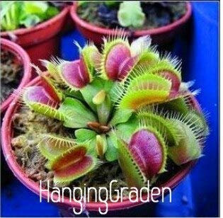 10 Pcs/Pack Potted Insectivorous Plant Seeds Dionaea Muscipula Giant Clip Venus Flytrap Seeds Carnivorous Plant,#C8Z4Yc