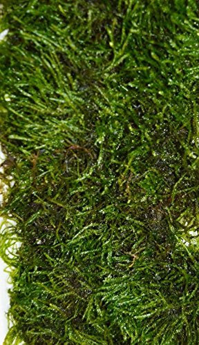 DK Aquatics VESICULARIA LIVE AQUARIUM CHRISTMAS JAVA MOSS 10g-100g (100g)